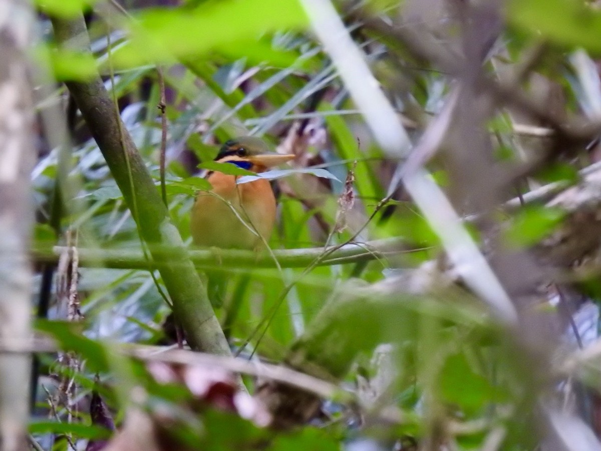 Rufous-collared Kingfisher - ML645649901