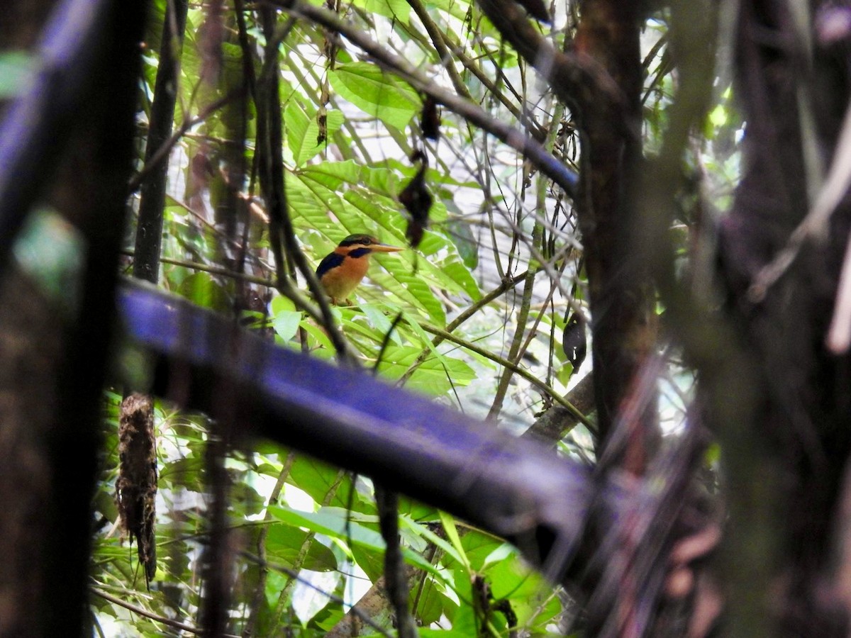 Rufous-collared Kingfisher - ML645649902