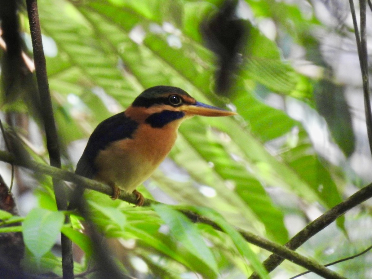 Rufous-collared Kingfisher - ML645649903