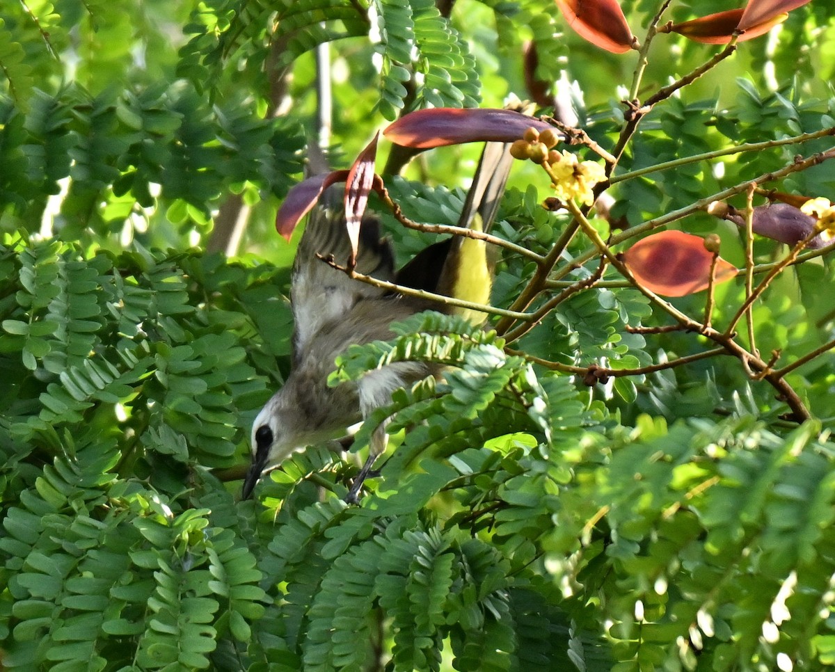 Yellow-vented Bulbul - ML645649904