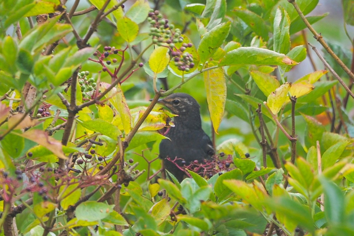 Siberian Thrush - ML645649907