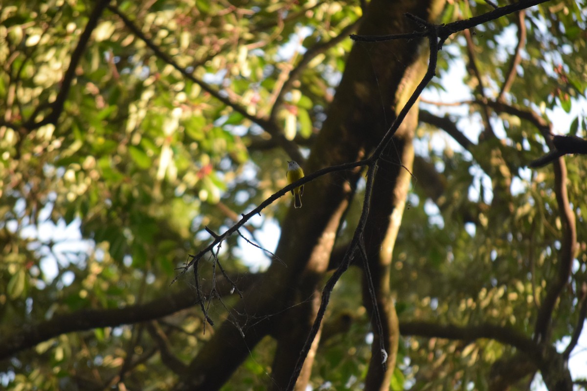 方尾鶲 - ML645649913