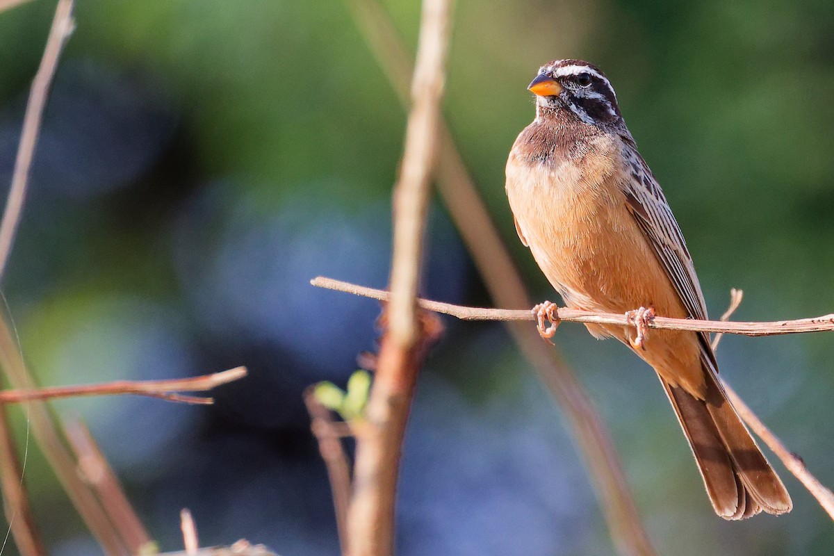 Cinnamon-breasted Bunting - ML645649914