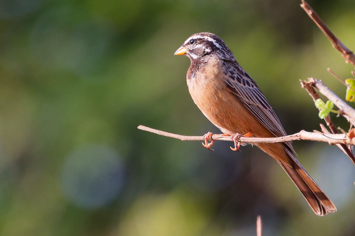 Cinnamon-breasted Bunting - ML645649916