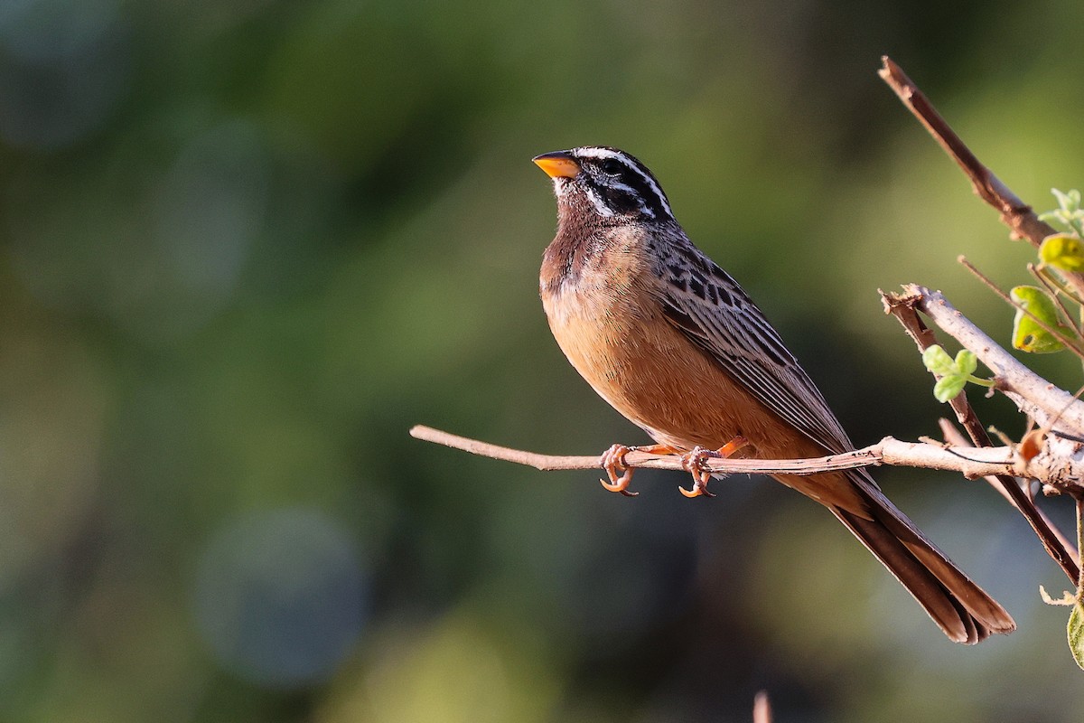 Cinnamon-breasted Bunting - ML645649918