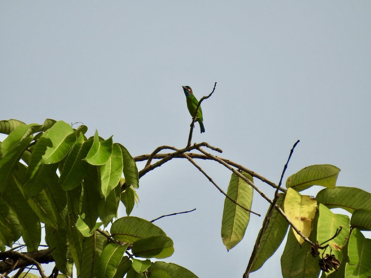 Blue-eared Barbet - ML645649919