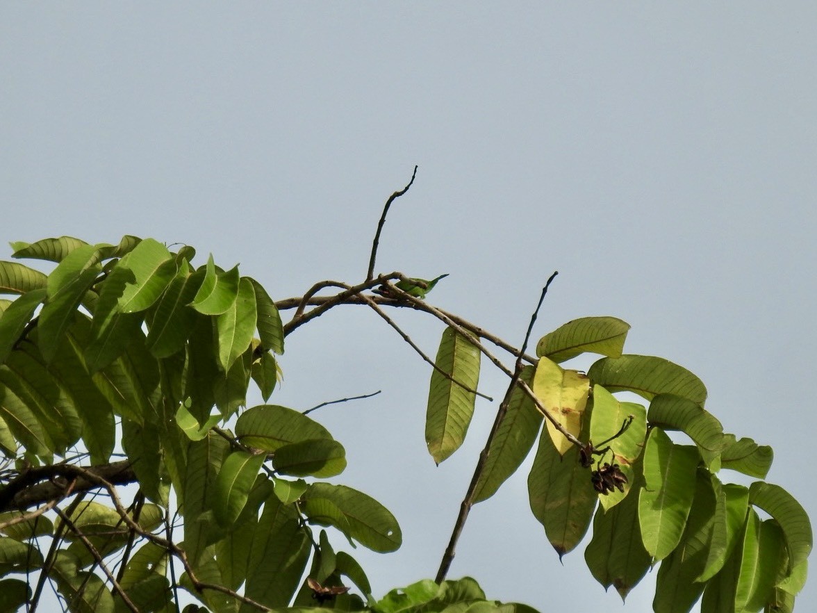 Blue-eared Barbet - ML645649920