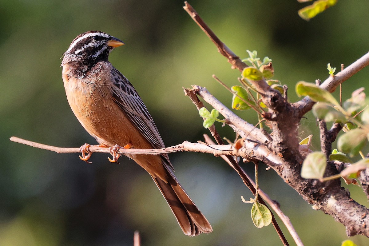 Cinnamon-breasted Bunting - ML645649922
