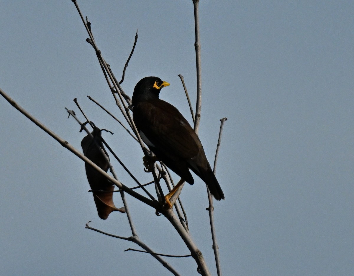 家八哥 - ML645649923