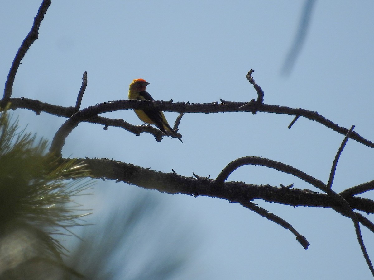 Western Tanager - ML645649924