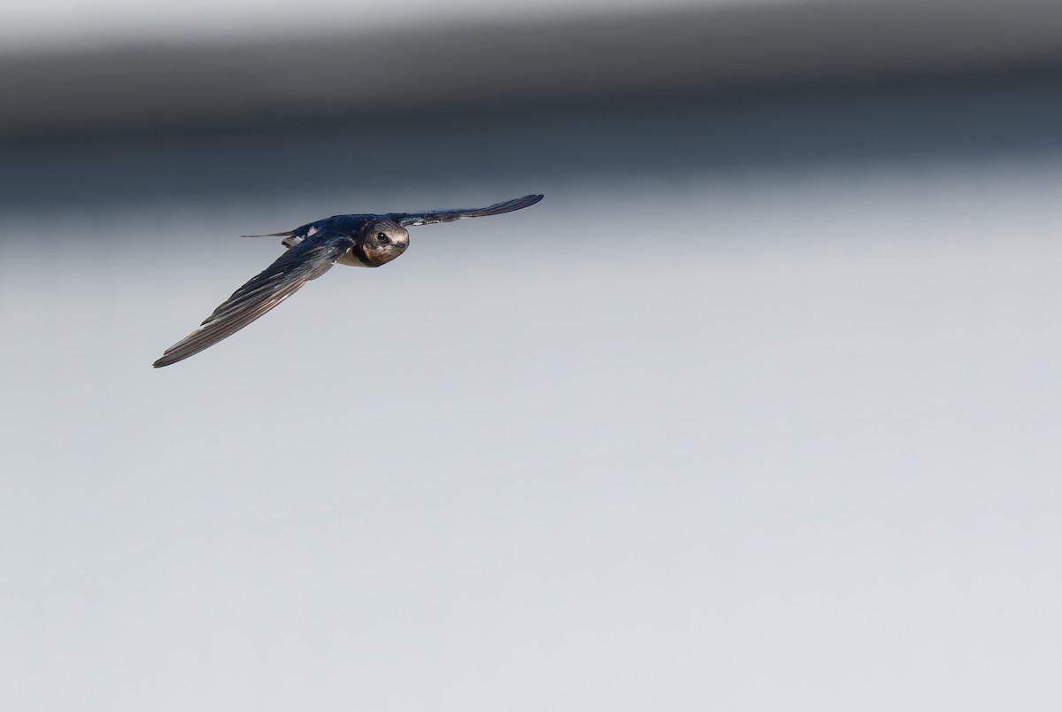 家燕 - ML645649925