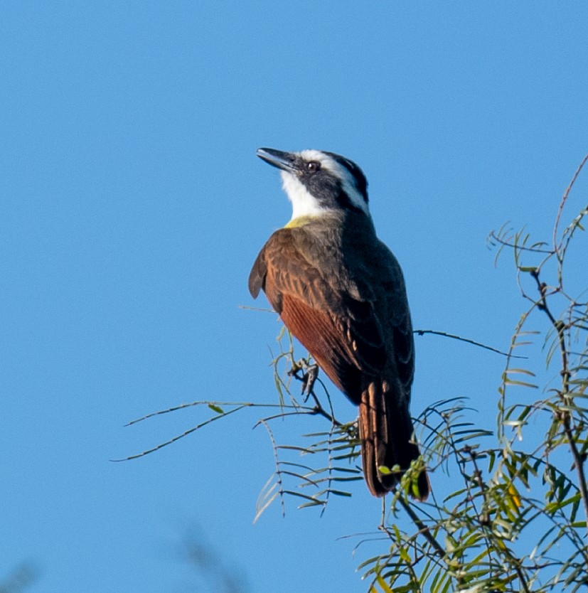 Great Kiskadee - ML645649926