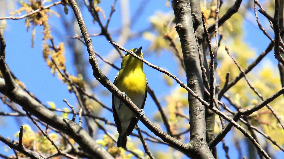 Yellow-throated Vireo - ML645649927