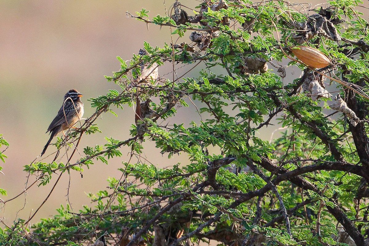 Cinnamon-breasted Bunting - ML645649928