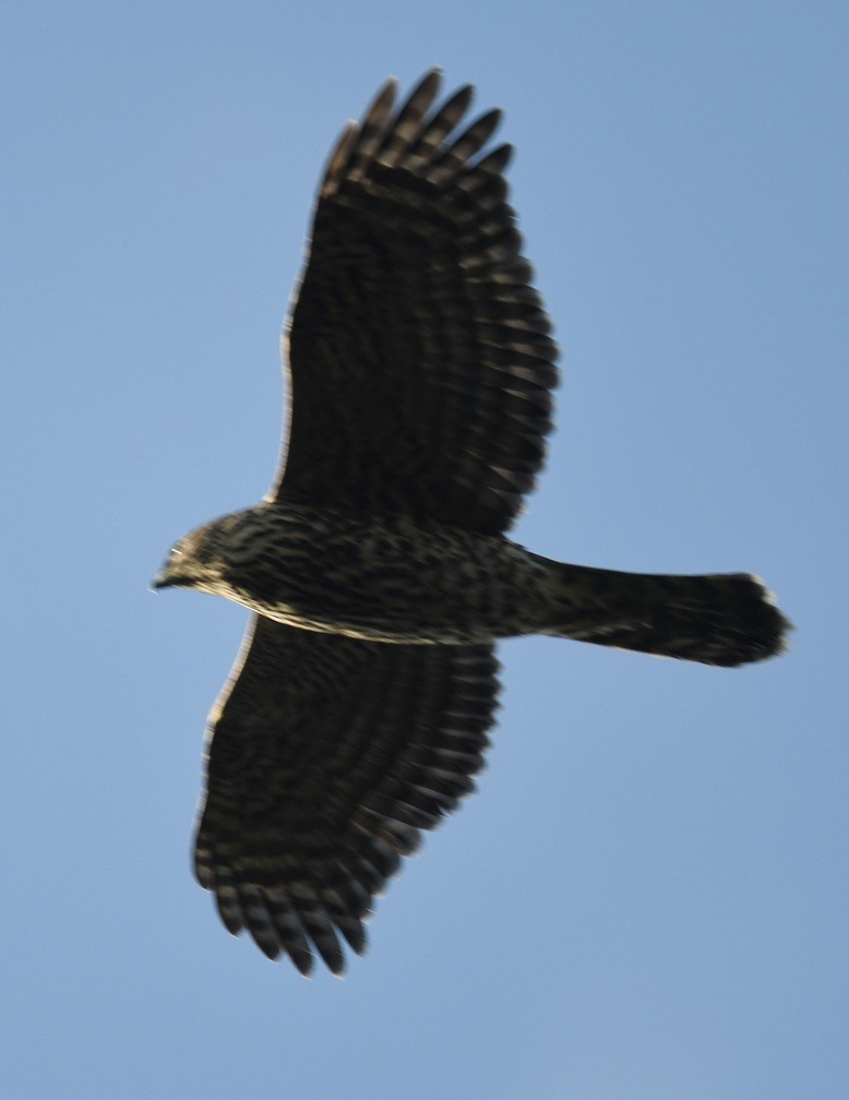 American Goshawk - ML645649931