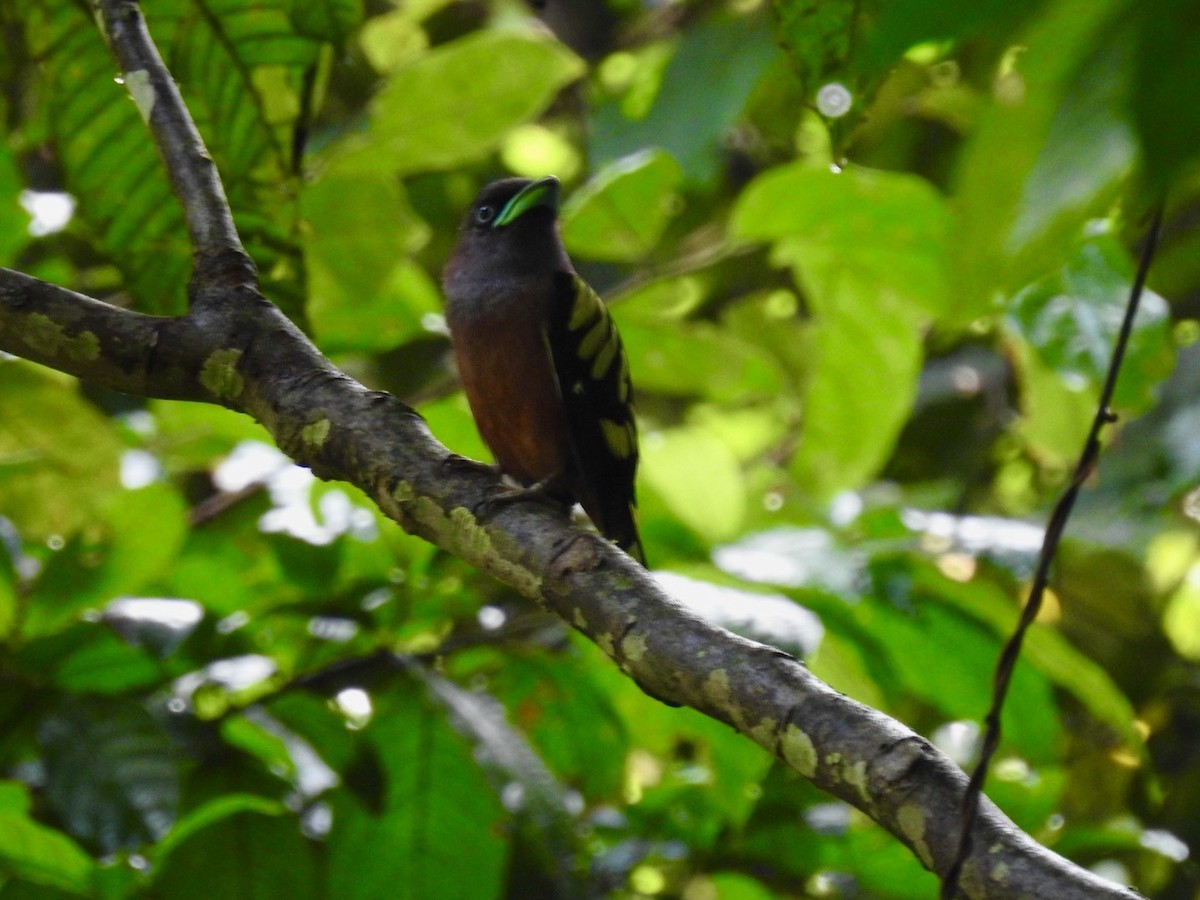 Banded Broadbill - ML645649932