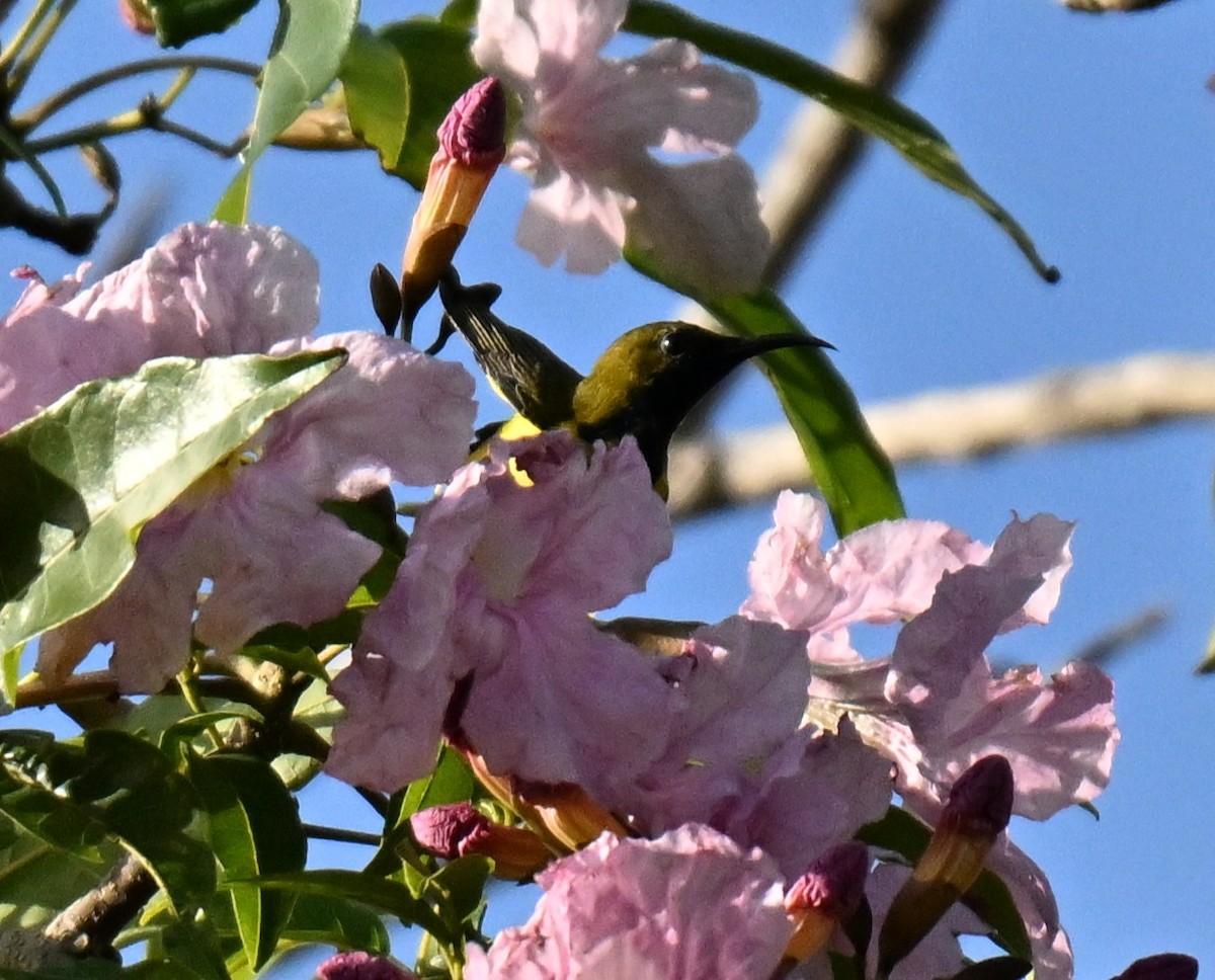 黃腹花蜜鳥 - ML645649933