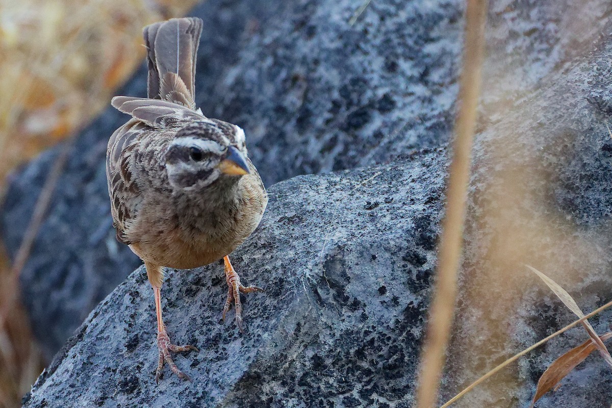 Cinnamon-breasted Bunting - ML645649934