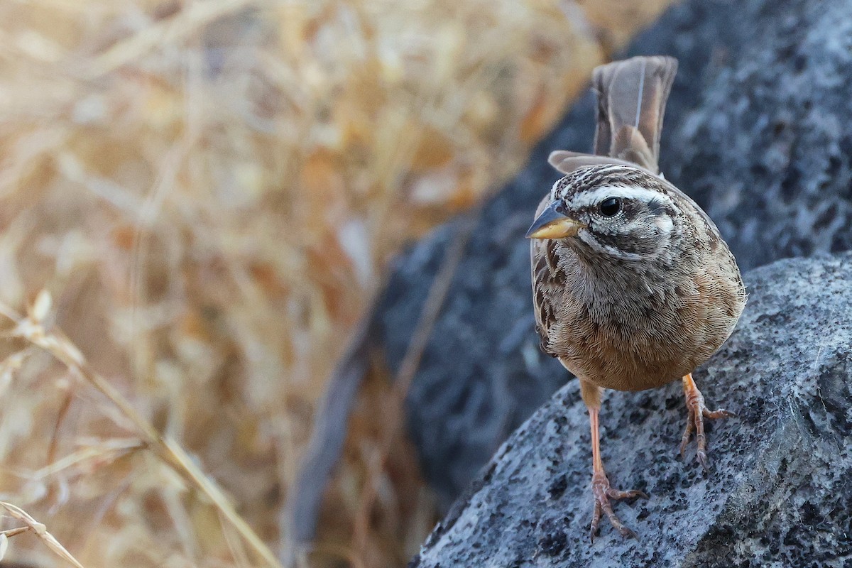 Cinnamon-breasted Bunting - ML645649935