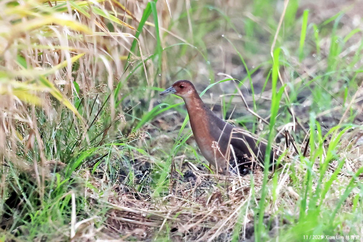 Band-bellied Crake - ML645649936