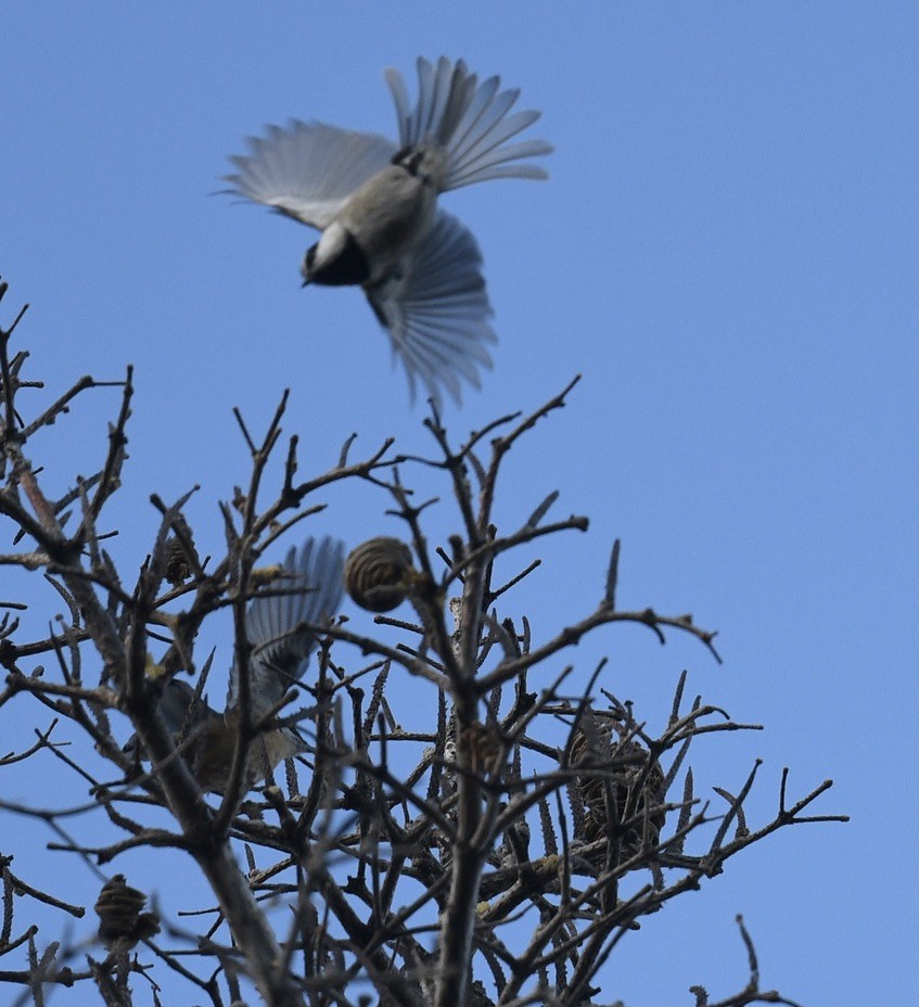 Mountain Chickadee - ML645649937