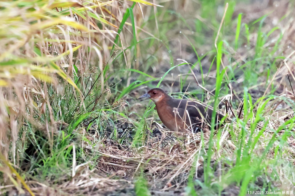 Band-bellied Crake - ML645649938