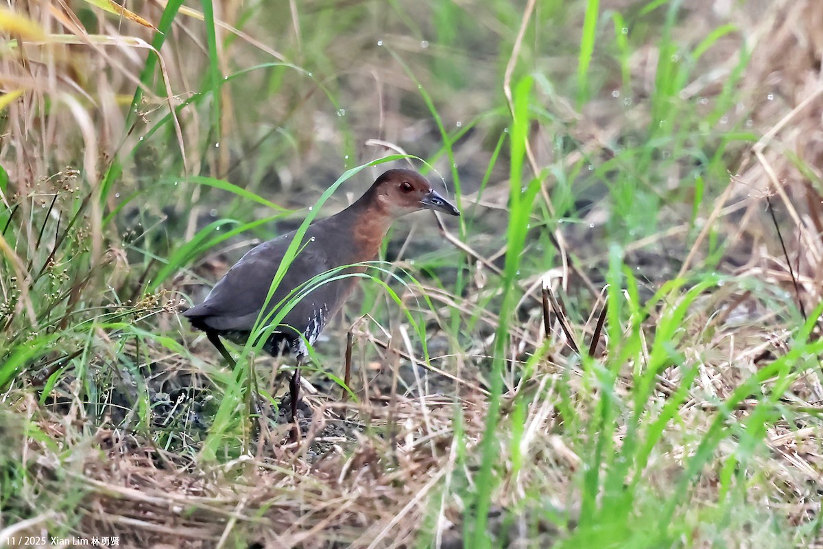 Band-bellied Crake - ML645649939