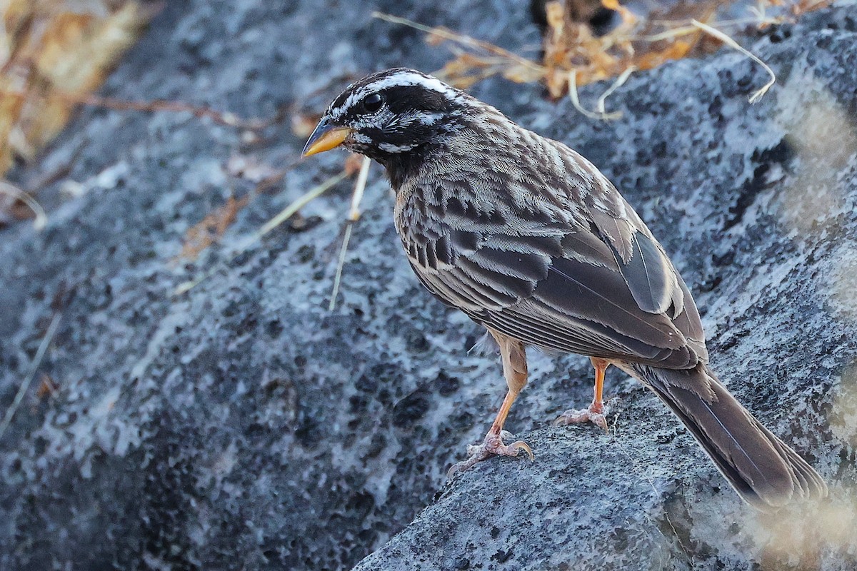 Cinnamon-breasted Bunting - ML645649941
