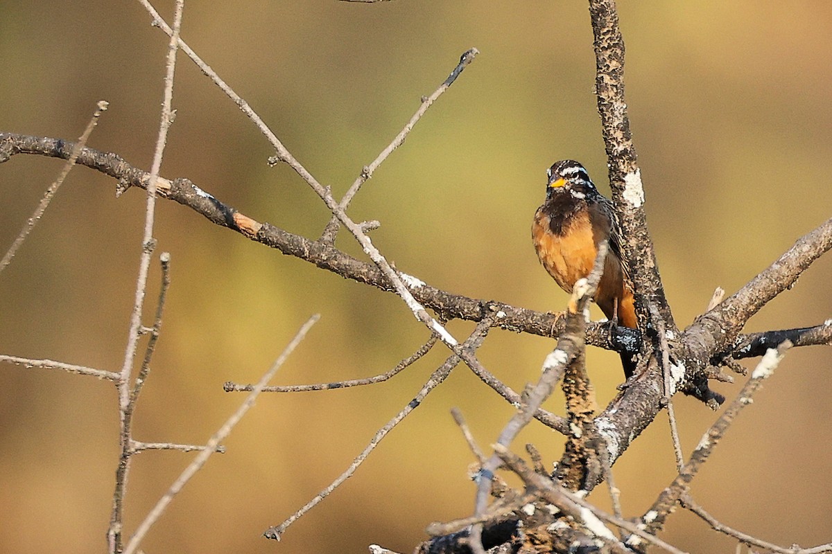 Cinnamon-breasted Bunting - ML645649942