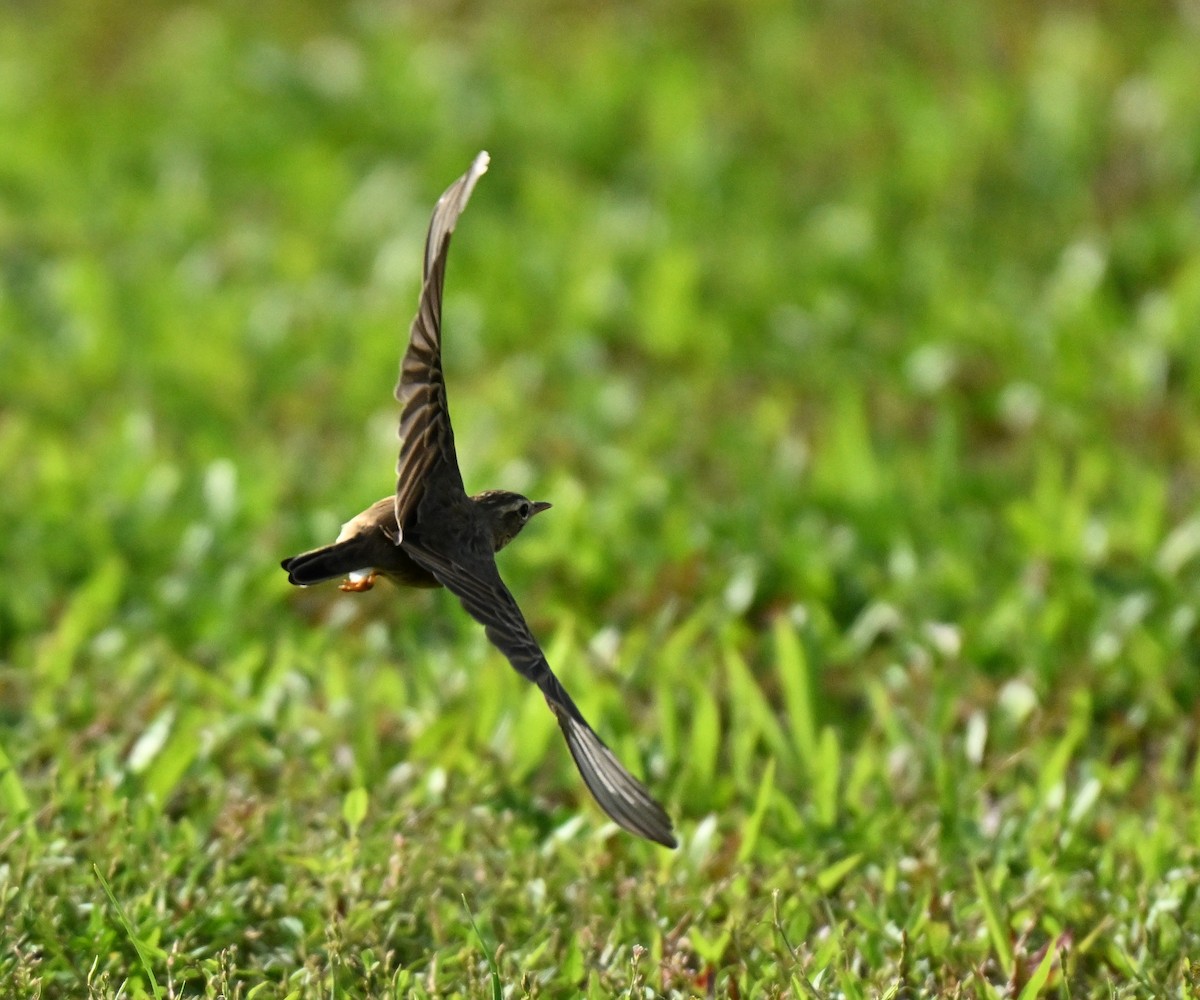 稻田鷚 - ML645649943