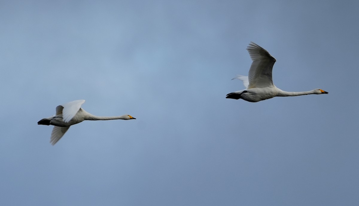 黃嘴天鵝 - ML645649945