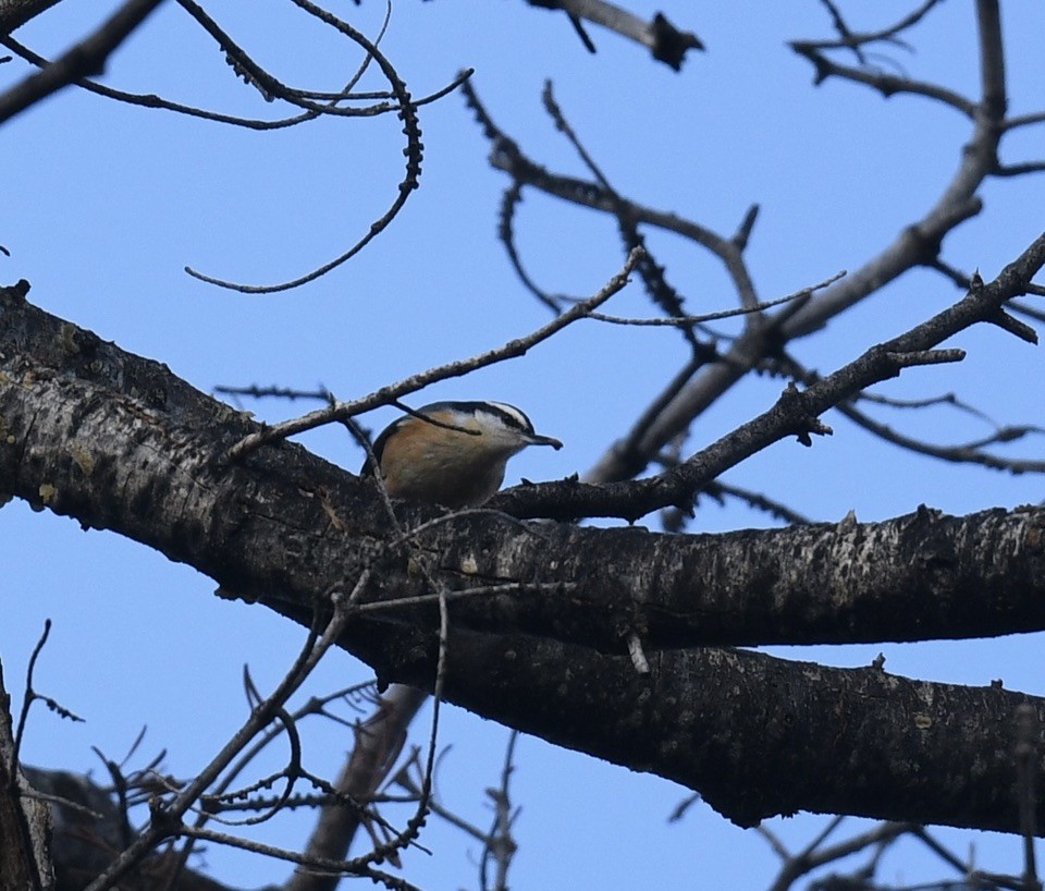 Red-breasted Nuthatch - ML645649946