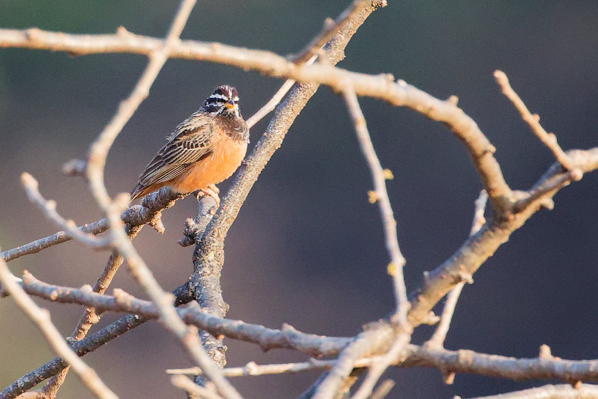 Cinnamon-breasted Bunting - ML645649947