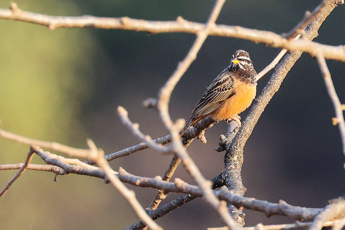 Cinnamon-breasted Bunting - ML645649948