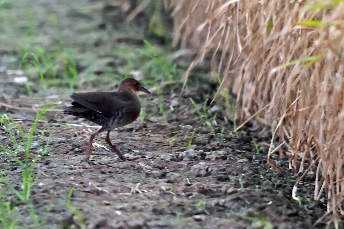 Band-bellied Crake - ML645649949