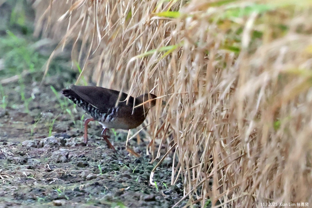 Band-bellied Crake - ML645649950