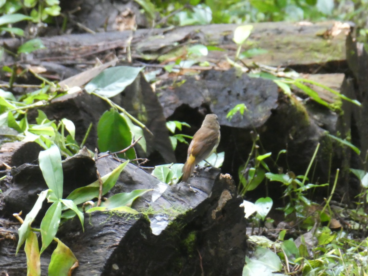 Bright-rumped Attila - ML645649951