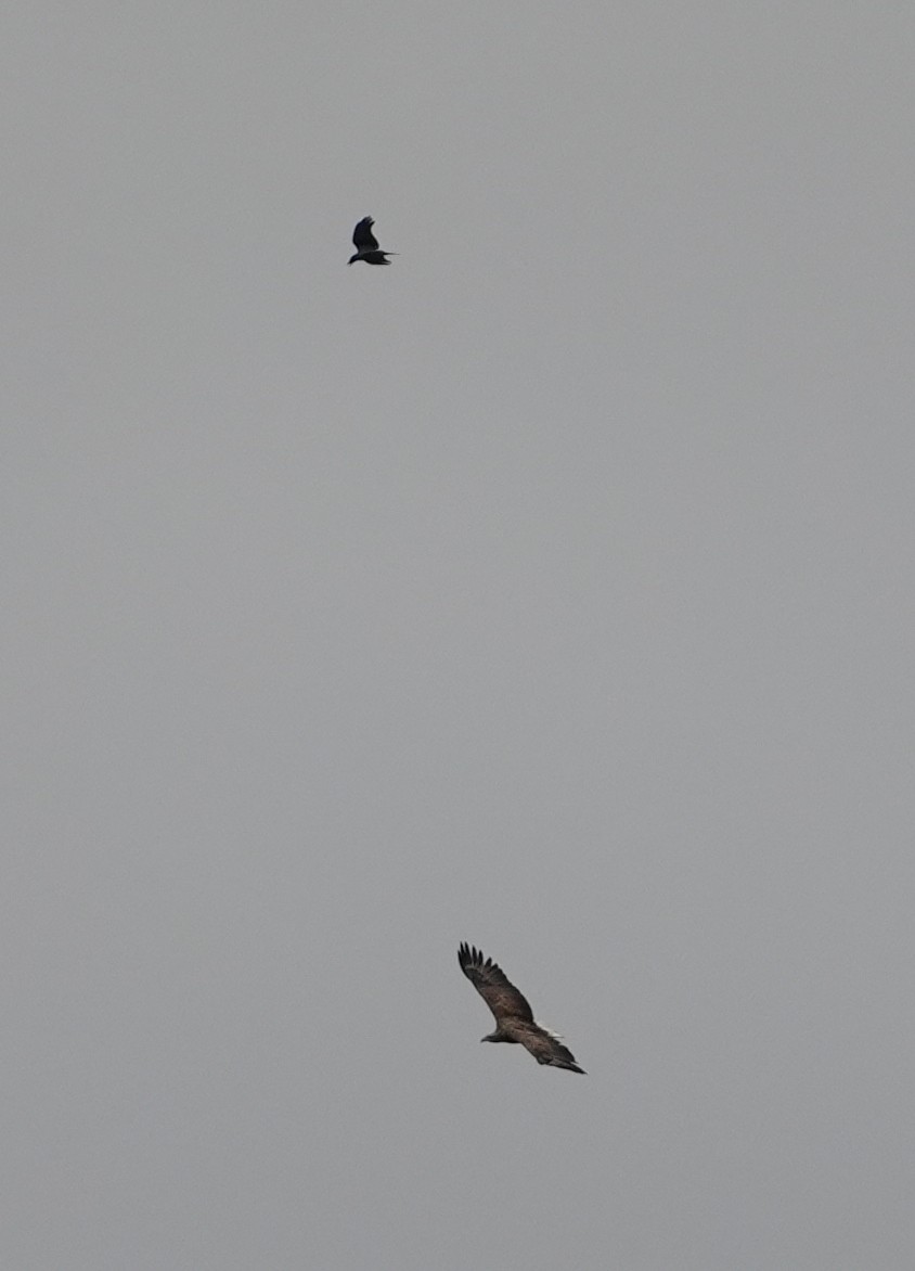 Pygargue à queue blanche - ML645649970