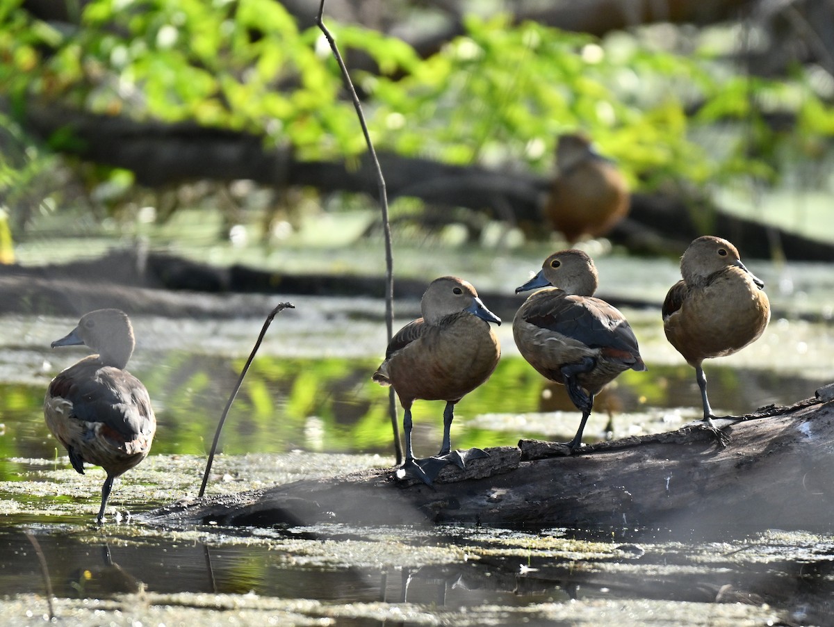 אווזון קטן - ML645649994