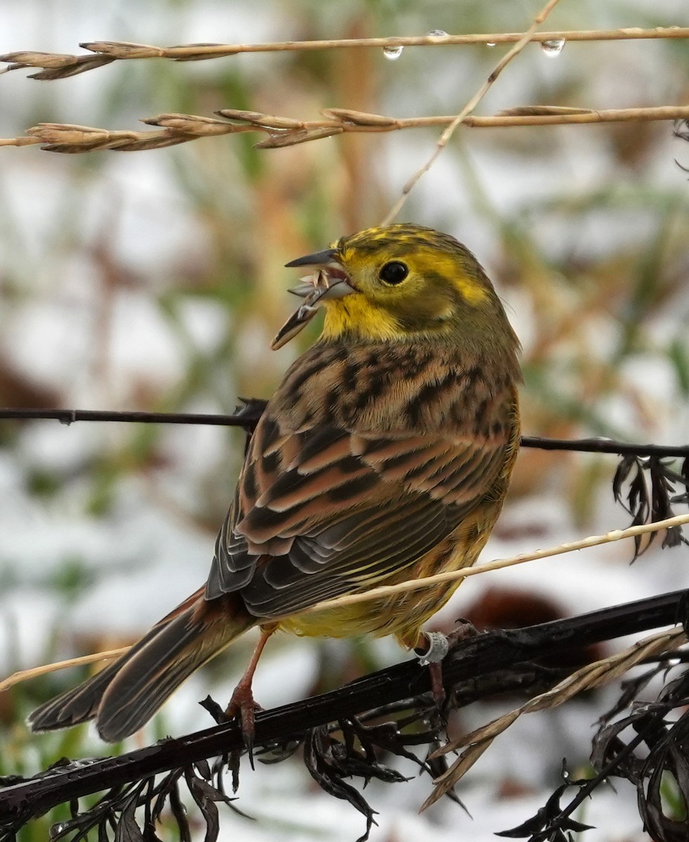 Bruant jaune - ML645650017