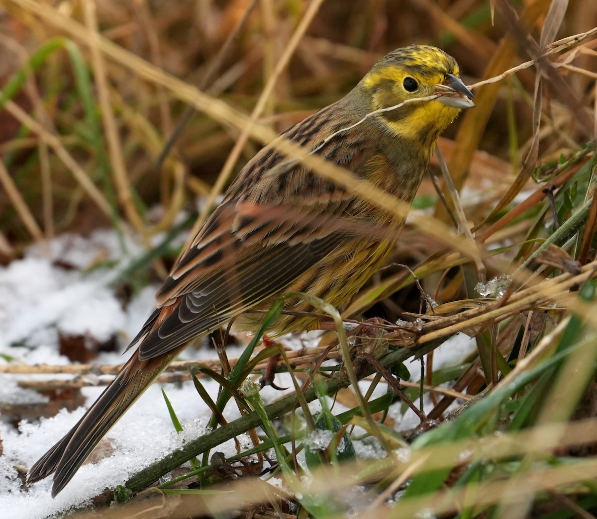 Bruant jaune - ML645650018