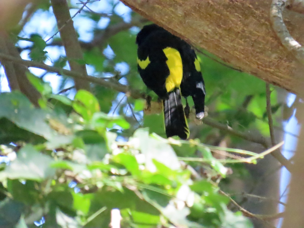 Yellow-winged Cacique - ML645650019