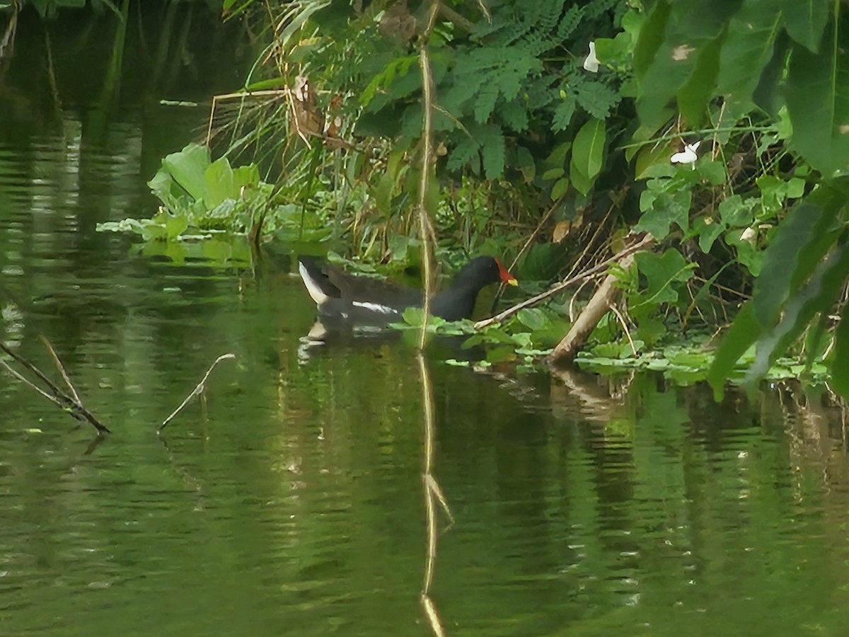 Gallineta Común - ML645650022