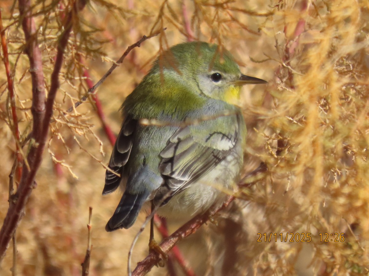 Northern Parula - ML645650033