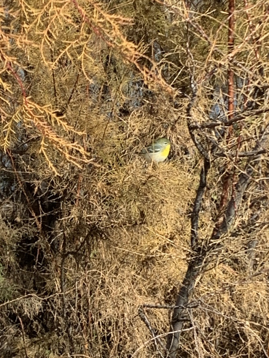 Northern Parula - ML645650034