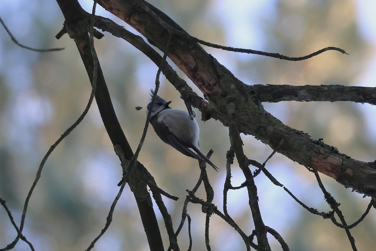 Herrerillo Capuchino - ML645650035