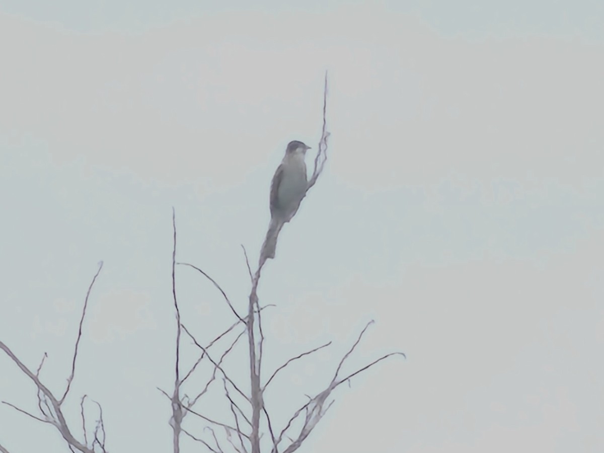 Bulbul de Taiwán - ML645650039