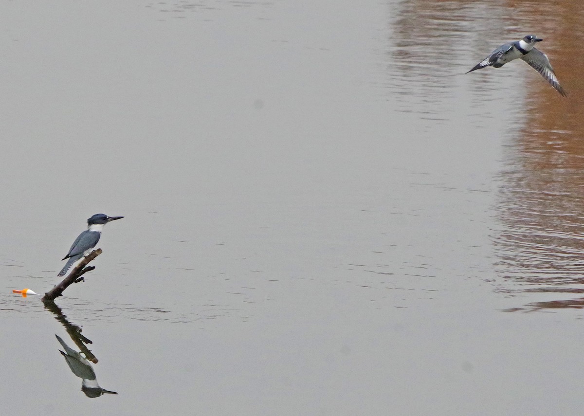 Martín Gigante Norteamericano - ML645650040