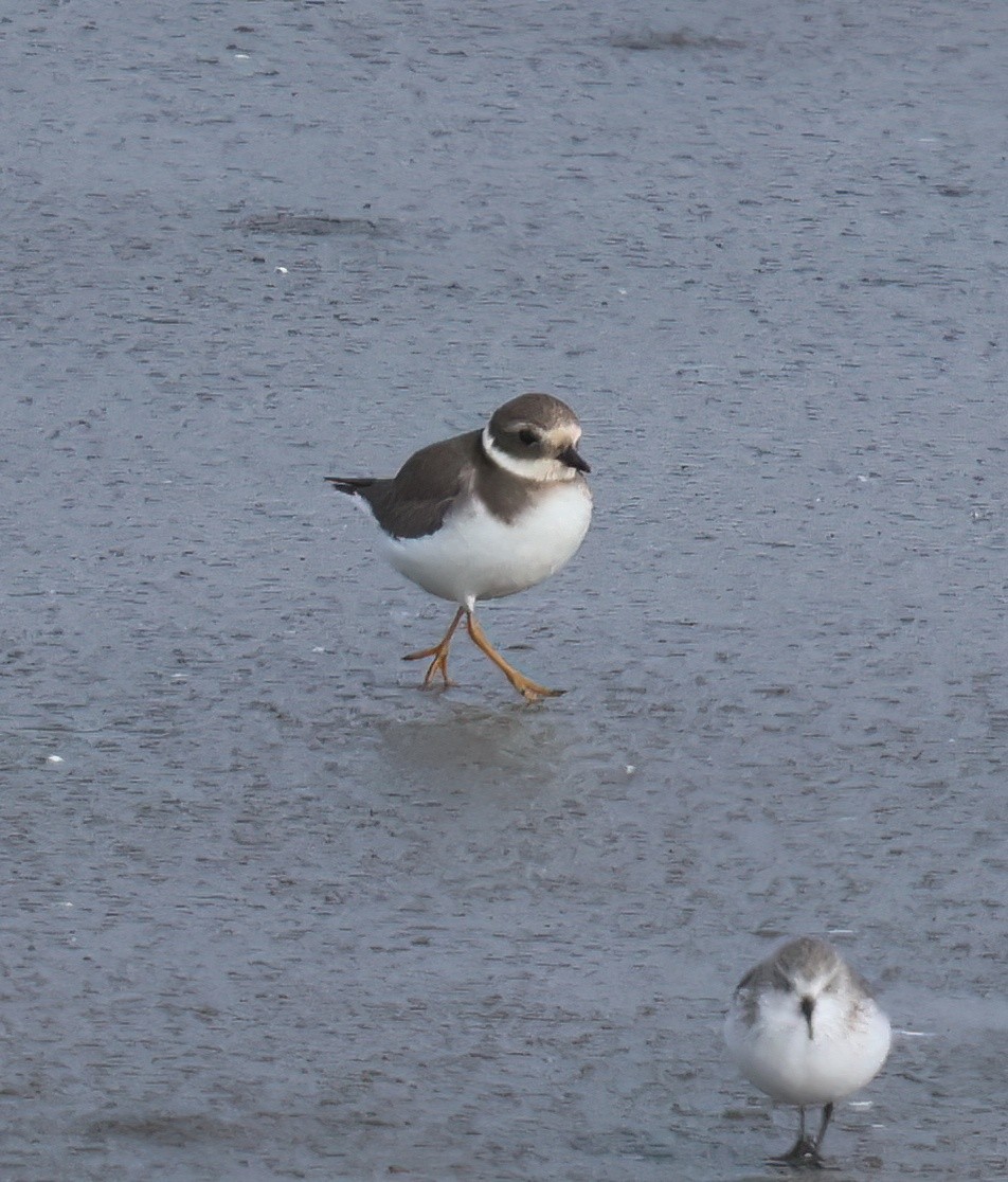 Chorlitejo Grande - ML645650041