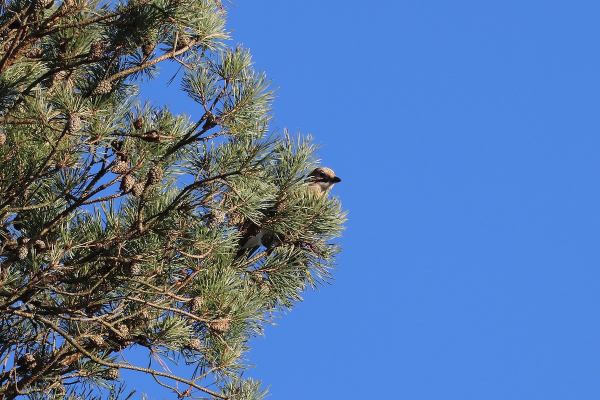 Arrendajo Euroasiático - ML645650042